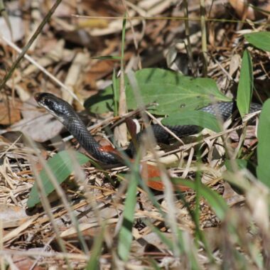 Alabama King Snake: Southern Species Profile