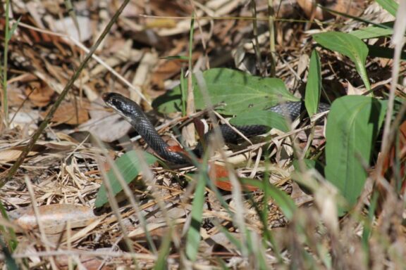 Alabama King Snake: Southern Species Profile