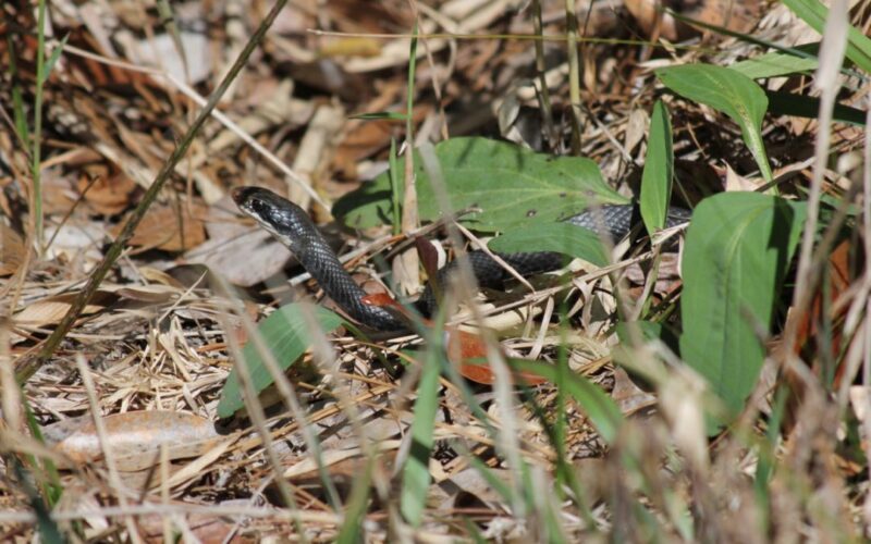 Alabama King Snake: Southern Species Profile