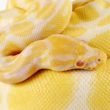 Albino Ball Python Care: Appearance & Facts