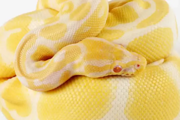 Albino Ball Python Care: Appearance & Facts