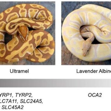 Albino Burmese Python: Color Morph Guide