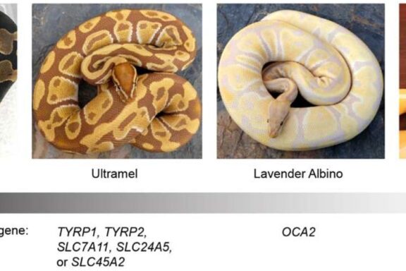 Albino Burmese Python: Color Morph Guide