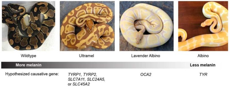 Albino Burmese Python: Color Morph Guide