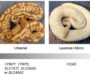 Albino Burmese Python: Color Morph Guide