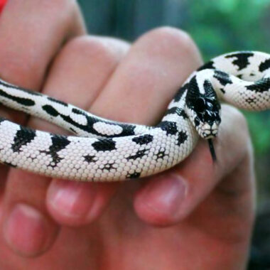 Albino California King Snake: Care Guide