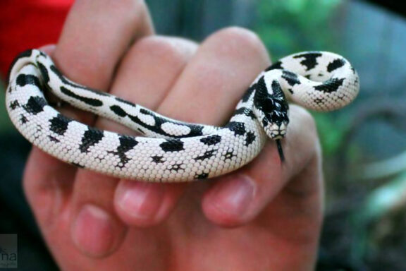 Albino California King Snake: Care Guide