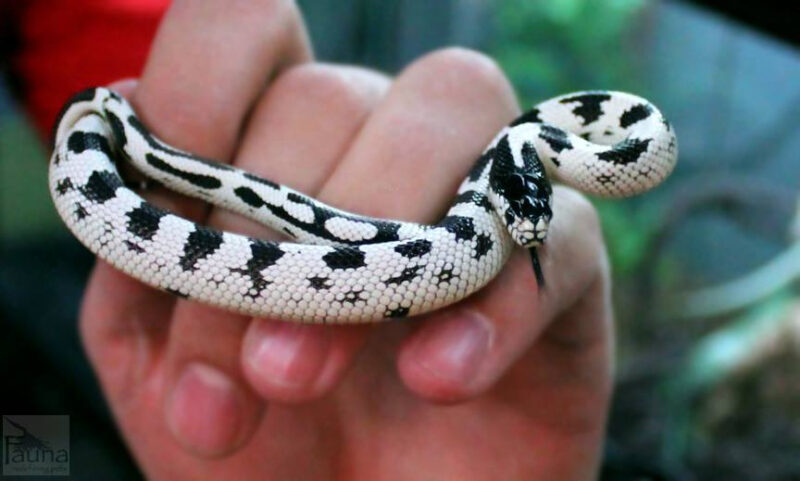 Albino California King Snake: Care Guide