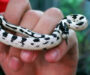 Albino California King Snake: Care Guide