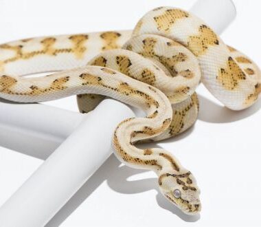 Albino Carpet Python: Stunning Morph Guide