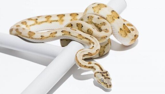 Albino Carpet Python: Stunning Morph Guide