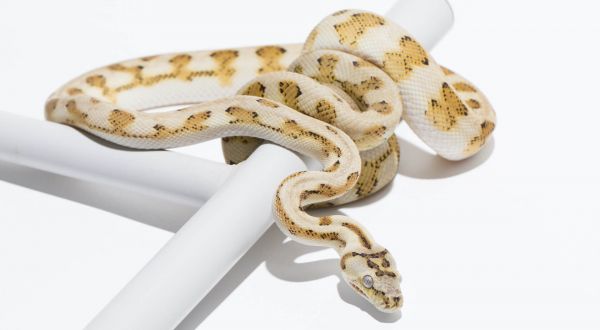 Albino Carpet Python: Stunning Morph Guide