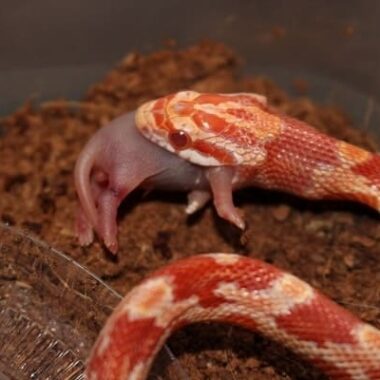 Albino Corn Snakes: Care and Characteristics