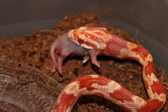 Albino Corn Snakes: Care and Characteristics