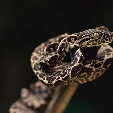 Amazon Tree Boa: Essential Facts and Care Information