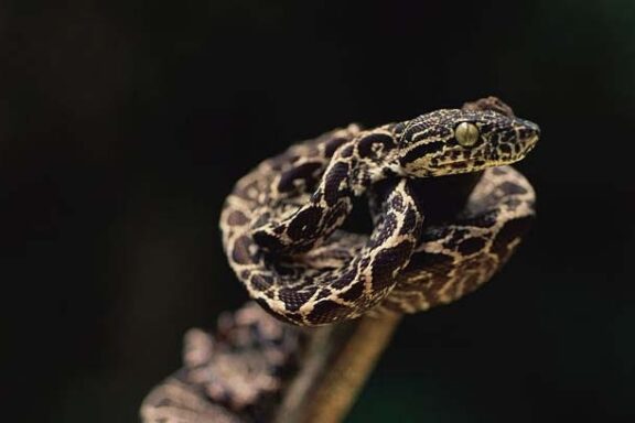 Amazon Tree Boa: Essential Facts and Care Information