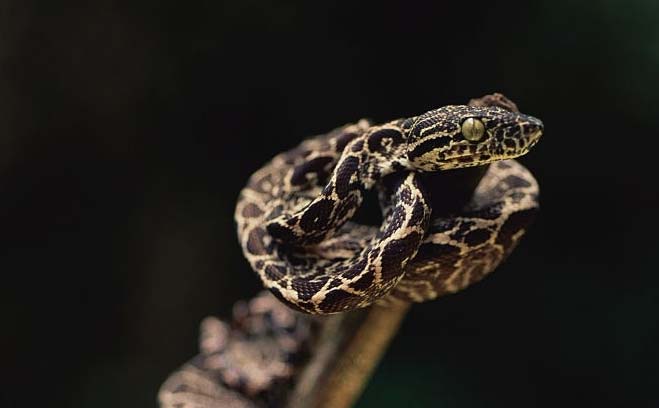 Amazon Tree Boa: Essential Facts and Care Information