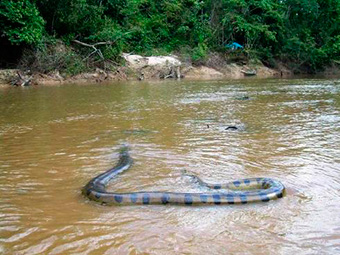 Anaconda Amazon Rainforest: Natural Habitat Guide