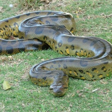 Anaconda as a Pet: Complete Care Requirements