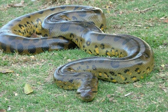 Anaconda as a Pet: Complete Care Requirements