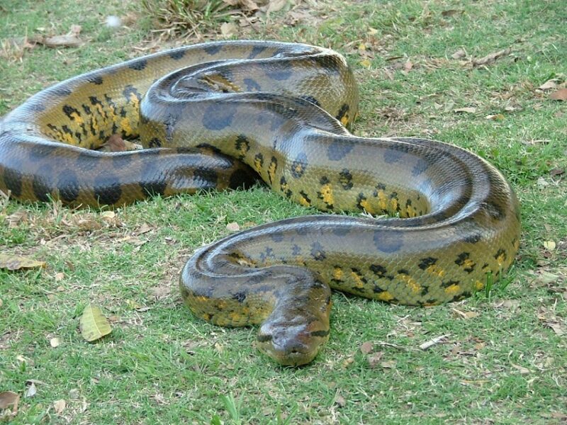 Anaconda as a Pet: Complete Care Requirements