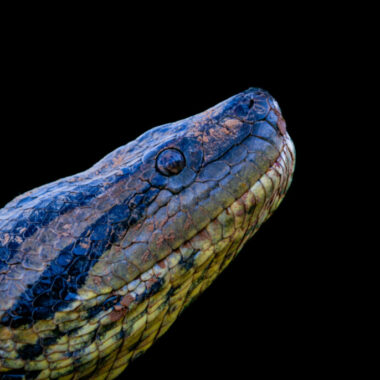 Anaconda Behavior: Understanding These Giant Snakes