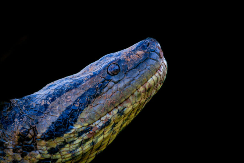 Anaconda Behavior: Understanding These Giant Snakes