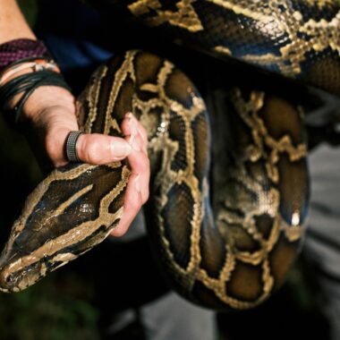 Anaconda Bite: Understanding Their Hunting Method