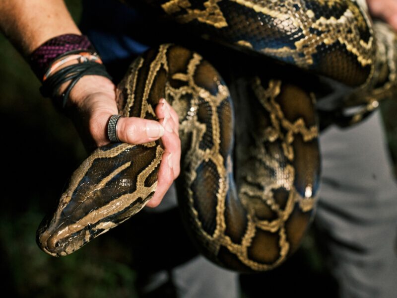 Anaconda Bite: Understanding Their Hunting Method