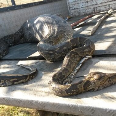 Anaconda Diet: What These Massive Snakes Really Eat