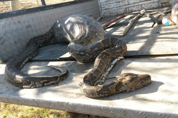 Anaconda Diet: What These Massive Snakes Really Eat