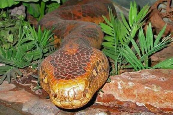 Anaconda Evolution: History of These Giant Snakes