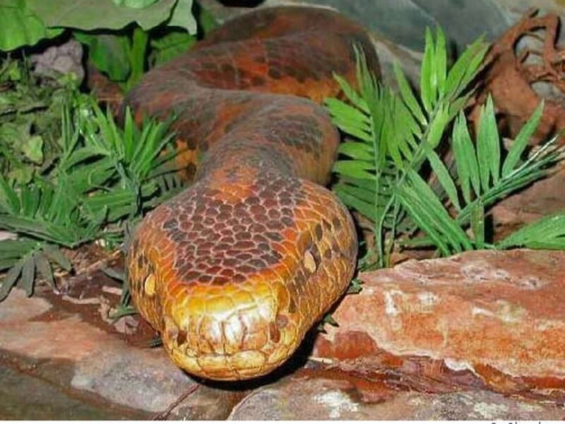 Anaconda Evolution: History of These Giant Snakes