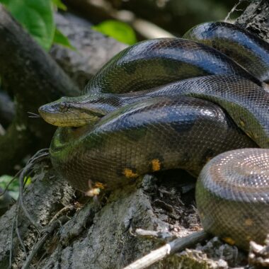 Anaconda Facts: Essential Guide to These Giant Snakes