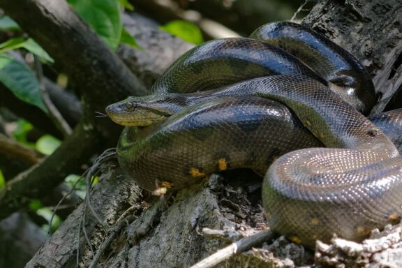 Anaconda Facts: Essential Guide to These Giant Snakes