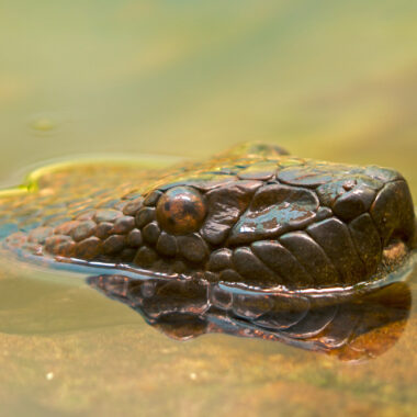 Anaconda Habitat: Where These Giants Really Live