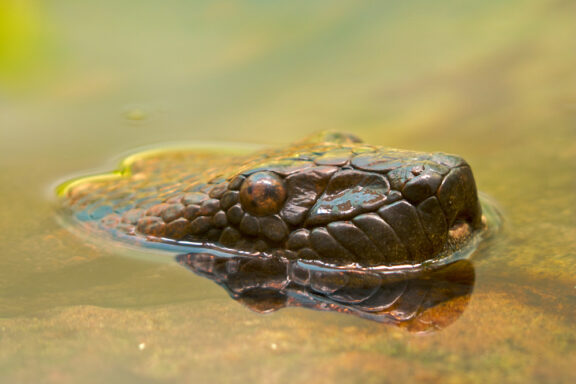 Anaconda Habitat: Where These Giants Really Live