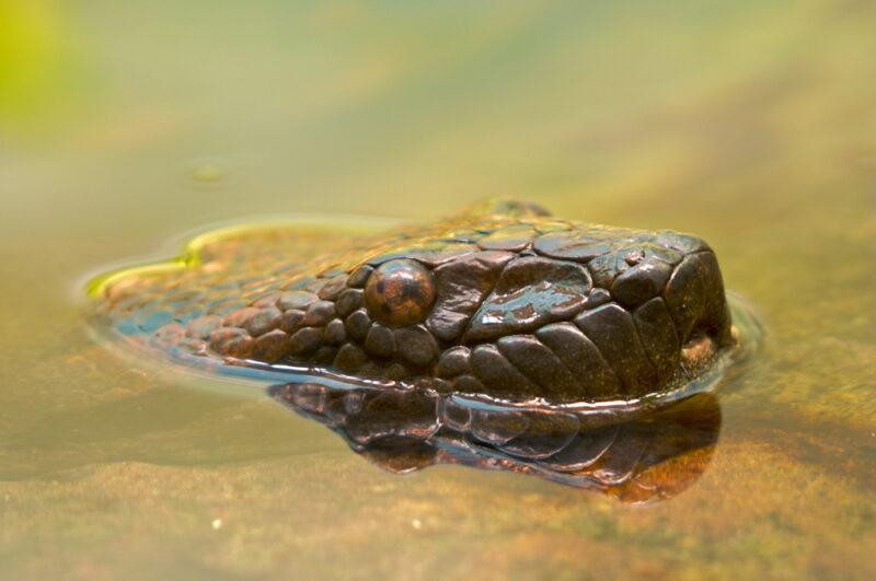 Anaconda Habitat: Where These Giants Really Live