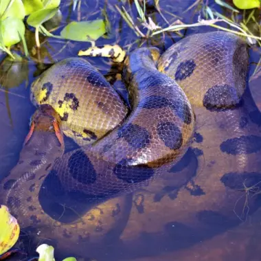 Anaconda Hunting Techniques: Predatory Behavior