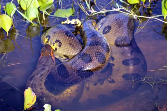 Anaconda Hunting Techniques: Predatory Behavior