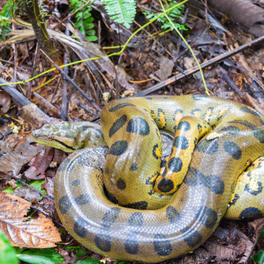 Anaconda Lifespan: How Long These Giants Really Live