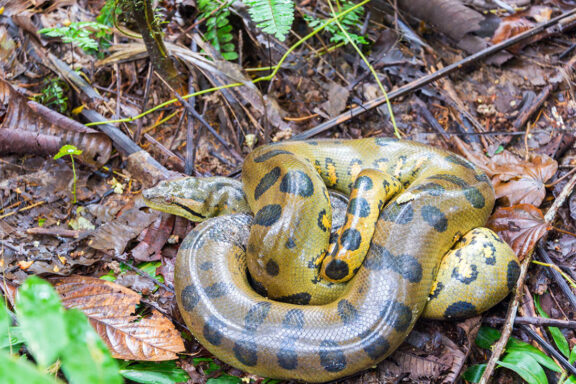 Anaconda Lifespan: How Long These Giants Really Live