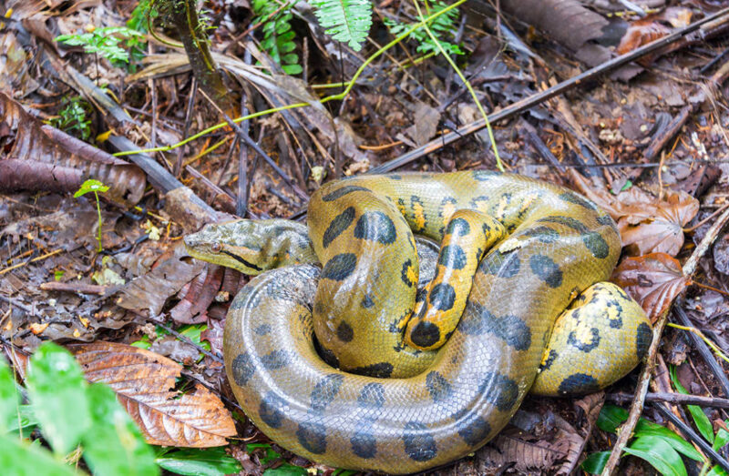 Anaconda Lifespan: How Long These Giants Really Live