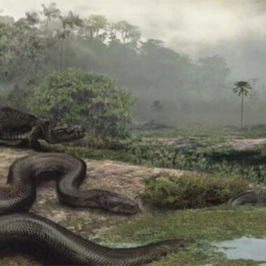 Anaconda Predators: Who Hunts These Giant Snakes?