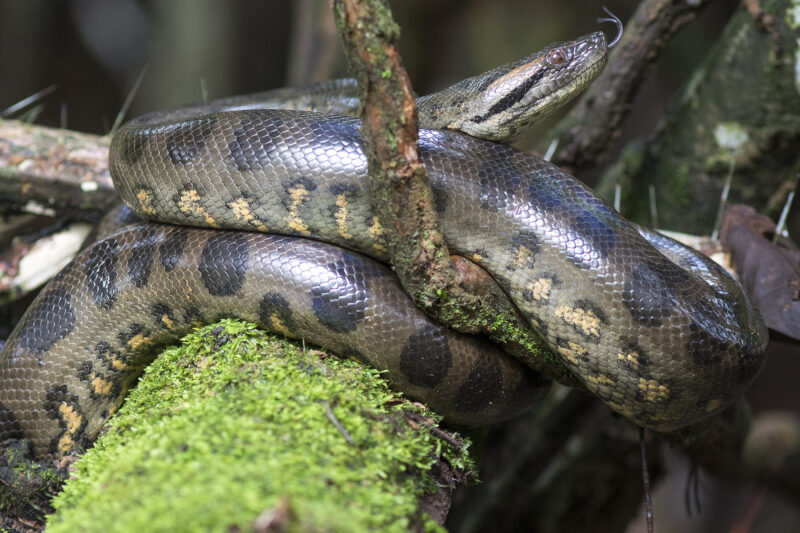 Anaconda Reproduction: Breeding Cycle Explained