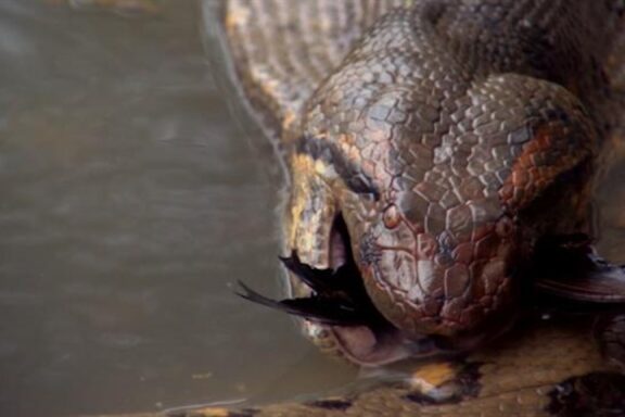 Anaconda Snake Size: How Big Do They Really Grow?