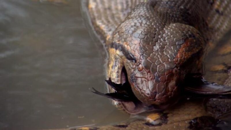 Anaconda Snake Size: How Big Do They Really Grow?