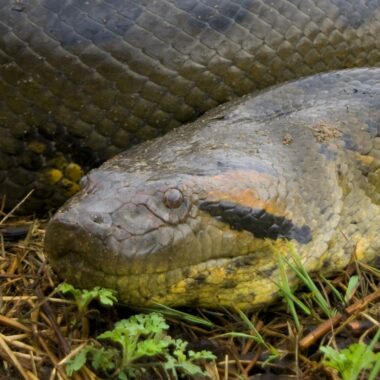 Anaconda Speed: How Fast Can These Giants Move?