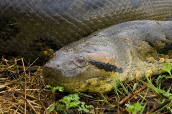 Anaconda Speed: How Fast Can These Giants Move?