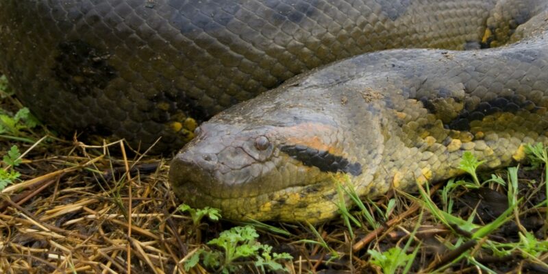 Anaconda Speed: How Fast Can These Giants Move?